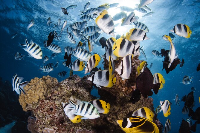 Introductory Dive in Bora Bora (afternoon) - Key Things to Know Before You Book