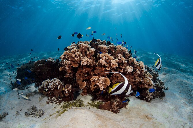 Introductory Dive in Bora Bora (afternoon) - Why Bora Bora Works for a First Scuba Experience