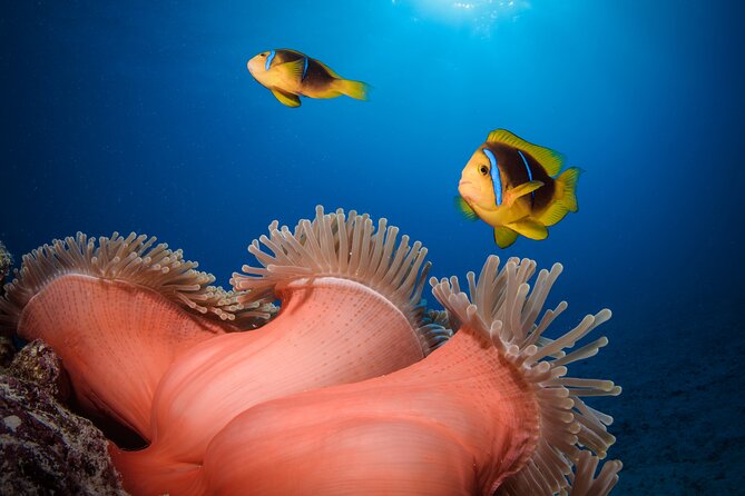 Introductory Dive in Bora Bora (afternoon) - Safety, Confidence, and the Two-Person Pairing