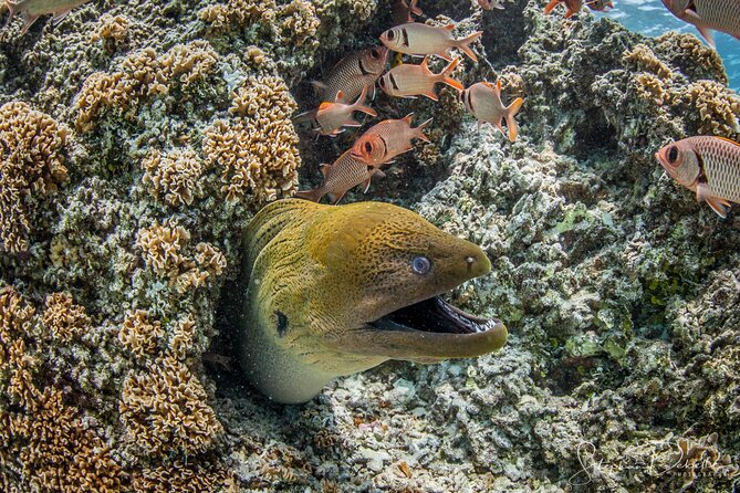 Introductory Scuba Diving Experience in Bora Bora - What happens on the boat and in the lagoon