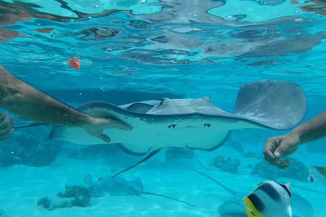Jet-Ski Découverte 1H00 Jet Ski excursion to Moorea (Single or two-seater) - The 10-minute swim with stingrays and black tip sharks