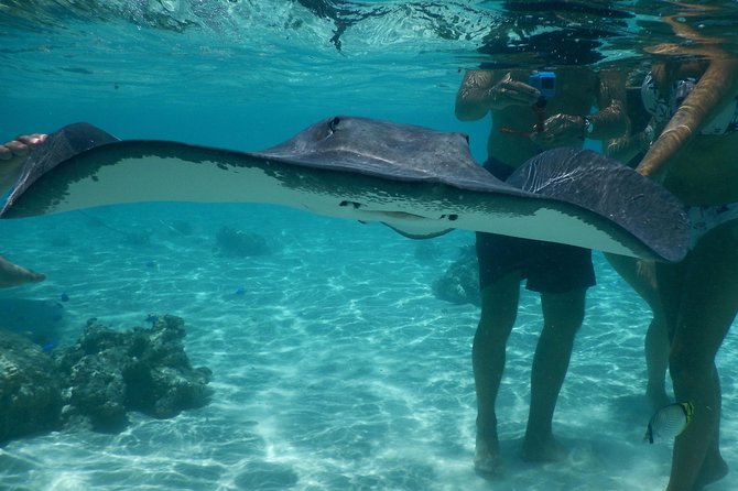 Jet-ski excursion 3 hrs Jet ski excursion to Moorea (single or two-seater) - Rays and blacktip sharks in Moorea’s lagoon