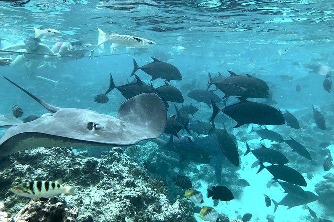 Jet Ski Moorea Customed Tour only - Stingrays, Sharks, Turtles, and Seasonal Whales