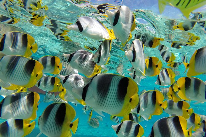 Keishi Tour Half Day Shared Excursion - Why Families May Like This Excursion