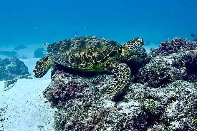 Lagoon and Marine Wildlife Tour in Moorea - Who will enjoy this tour most?