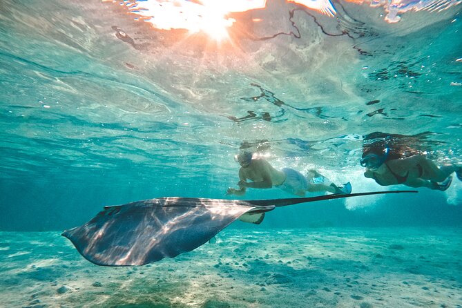 Lagoon and Wildlife Discovery on a Private Boat in Moorea - Looking for turtles and spinner dolphins