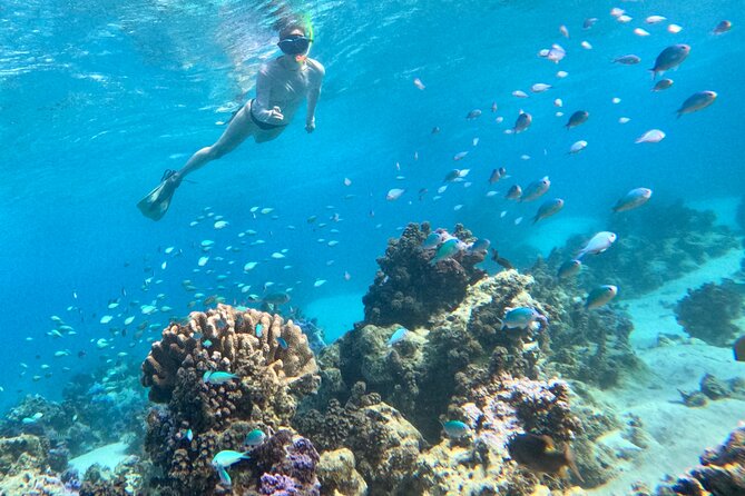 Lagoon and Wildlife Discovery on a Private Boat in Moorea - Snorkelling at the coral garden near the motus