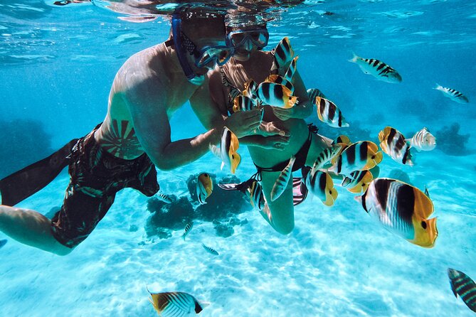 Lagoon and Wildlife Discovery on a Private Boat in Moorea - Who gets the best value from $293.94?