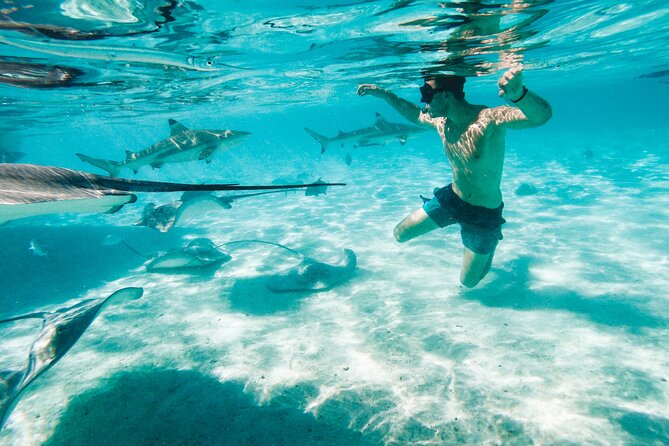 Lagoon and Wildlife Discovery on a Private Boat in Moorea - Meeting black tip reef sharks and stingrays
