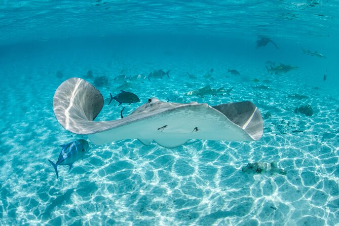 Lagoon Exploration and Snorkeling in Moorea - Six things to know before you book