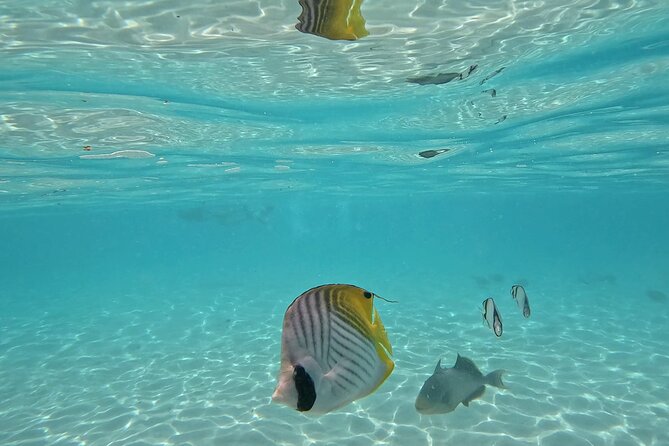 Lagoon Exploration and Snorkeling in Moorea - Tiki statues and the coral garden