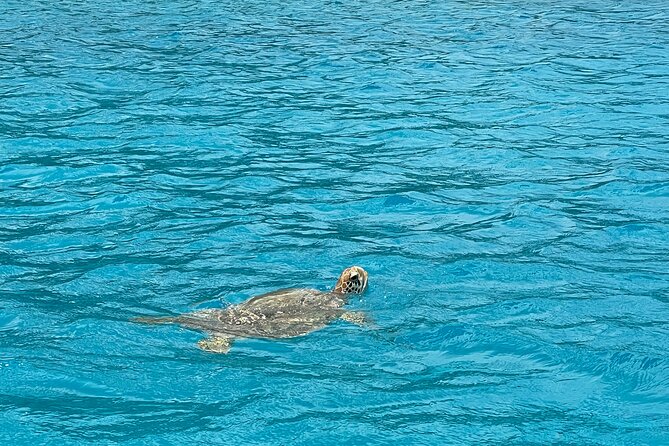 Lagoon Exploration and Snorkeling in Moorea - Meeting rays, sharks, turtles, and dolphins