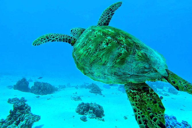 Lagoon Tour - Discover the magnificent lagoon of Moorea - First stop, a shallow sandbar with rays and sharks