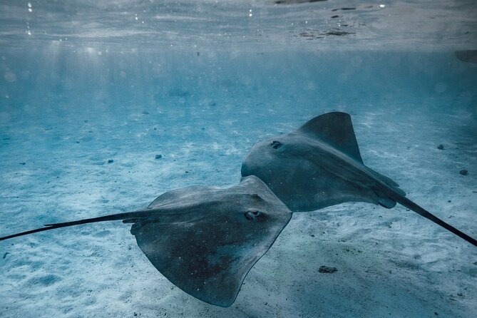 Lagoon Tour - Discover the magnificent lagoon of Moorea - The bays, dolphins, and the open sea