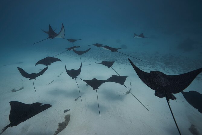 Lagoon Tour - Discover the magnificent lagoon of Moorea - Coral gardens, fish, and underwater sculptures