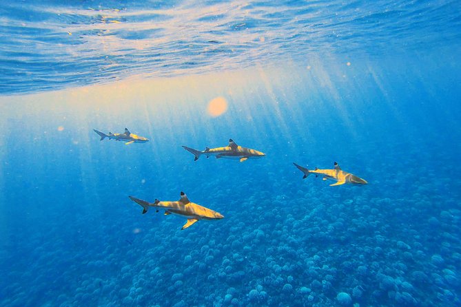 Lagoon Tour - Discover the magnificent lagoon of Moorea - Start at 8:45 am with a compact crew