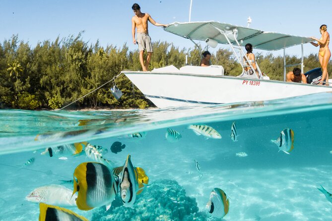Lagoon Tour in Moorea in Small Group with Lunch - First Stop: Rays and Blacktip Sharks at the Sandbar