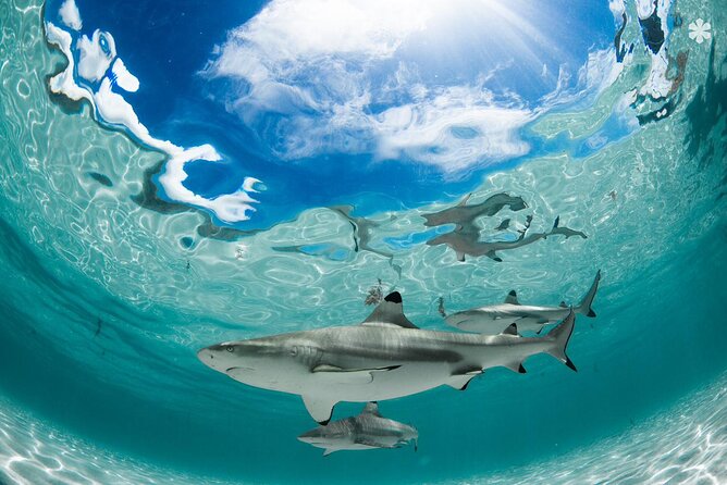Lagoon Tour in Moorea in Small Group with Lunch - South Coast Search for Resting Spinner Dolphins