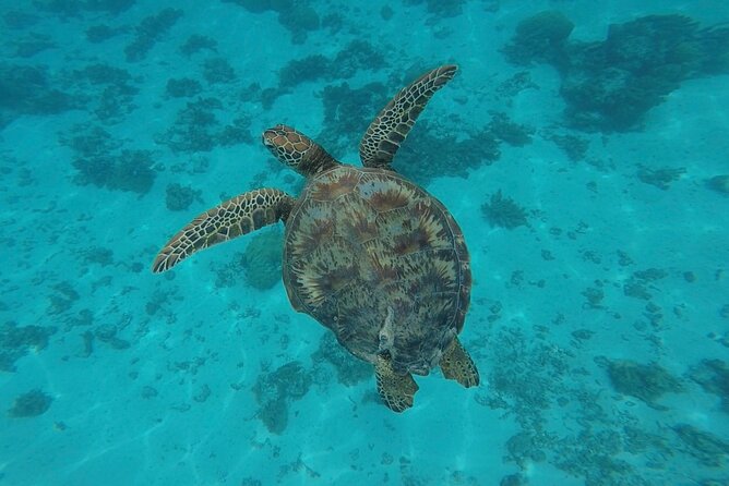 Lagoon Tour in Moorea in Small Group with Lunch - Fresh Fruit, Punch, and a Proper Lunch
