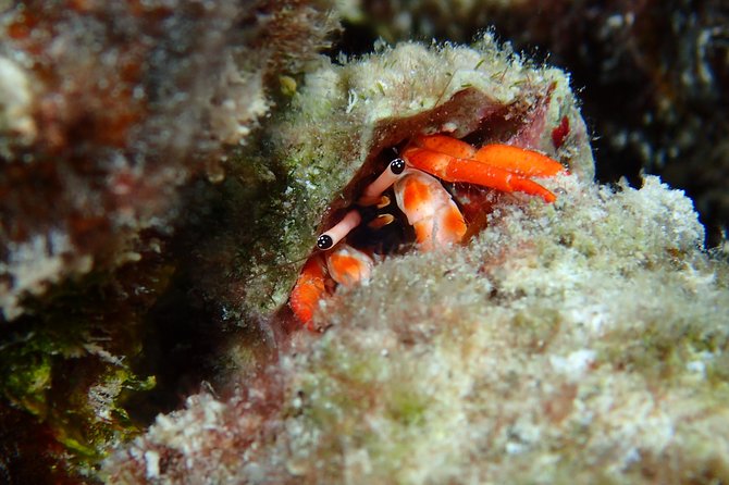 Luxury Full Day Snorkeling - What you may see beneath Bora Bora