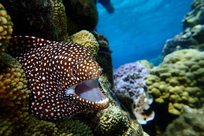 Luxury Full Day Snorkeling - Six to eight sites, chosen for the day