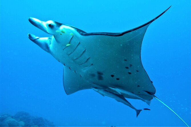 Luxury Private full day tour & Motu lunch in Bora-Bora - A motu lunch with your feet in the water