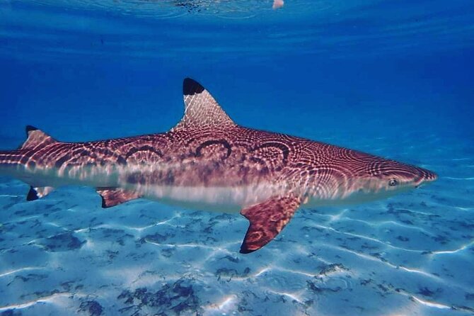 Mo'orea Half Day Private Tour with Snorkeling and Cruising the Lagoon - What the $668.05 group price really means