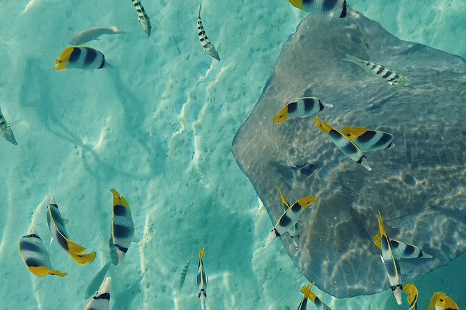 Mo'orea Half Day Private Tour with Snorkeling and Cruising the Lagoon - First stop: looking for Moorea’s sea turtles