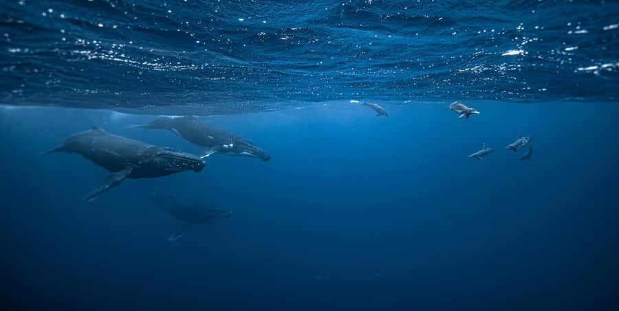 Moorea 4H Shared Boat Tour Whale Swimming and Snorkeling - Key points to know before you book