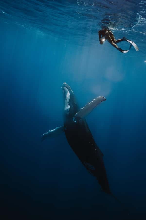 Moorea 4H Shared Boat Tour Whale Swimming and Snorkeling - Why this Moorea boat trip is worth considering