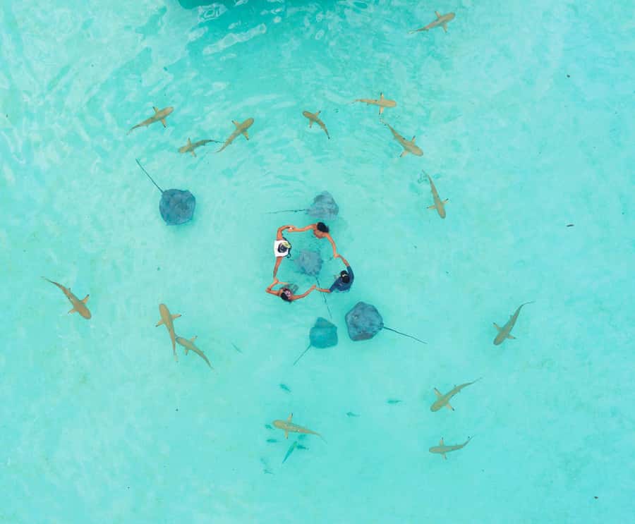 Moorea 4H Shared Boat Tour Whale Swimming and Snorkeling - What whale swimming can really be like