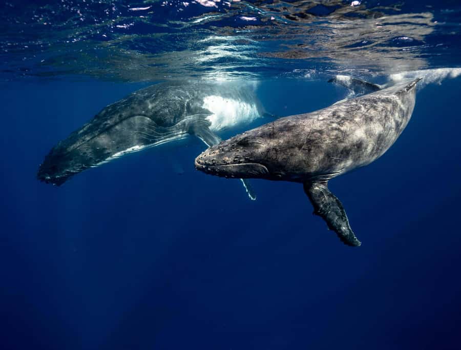 Moorea 4H Shared Boat Tour Whale Swimming and Snorkeling - A small boat, fresh fruit, and simple comforts