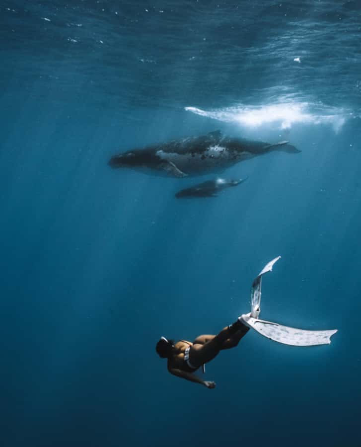 Moorea 4H Shared Boat Tour Whale Swimming and Snorkeling - Is $259 per person good value?
