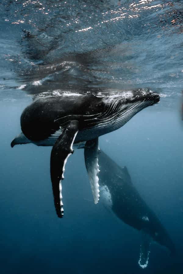 Moorea 4H Shared Boat Tour Whale Swimming and Snorkeling - Starting at Paopao or your hotel pontoon