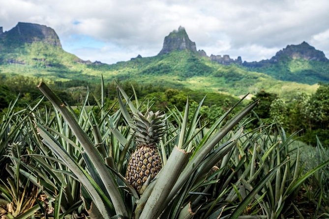 Moorea 4WD Tour Inc. Belvedere, Pineapple Farm, Magic Mountain... - Marae and Moorea Beyond the Resorts