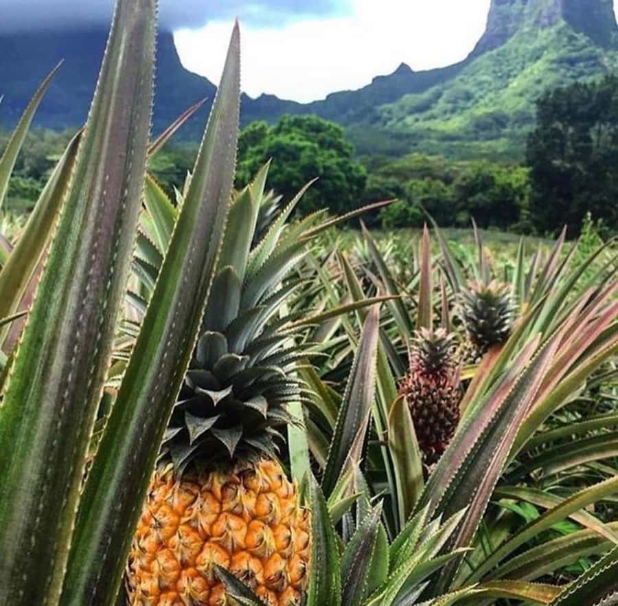 Moorea Cruise Ships 4x4, Belvedere Magic mount PRIVATE Tours - Starting at the cruise terminal and heading into Moorea