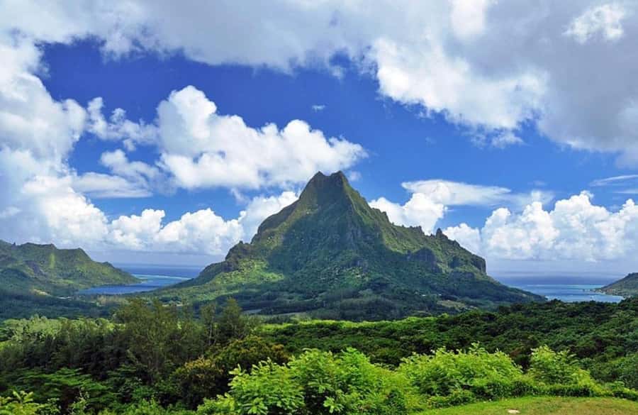 Moorea Cruise Ships: 4x4, Belvedere,Magic Mountain pineaple - Pineapple fields and fresh tropical produce