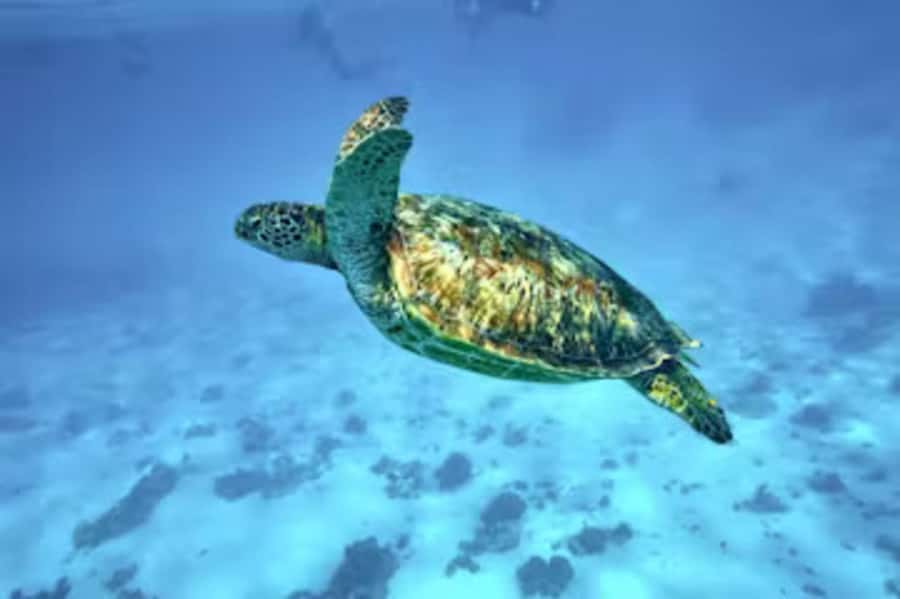 Moorea: Glass Bottom Boat Adventure with Lagoon Wonders - Five things to know before you book