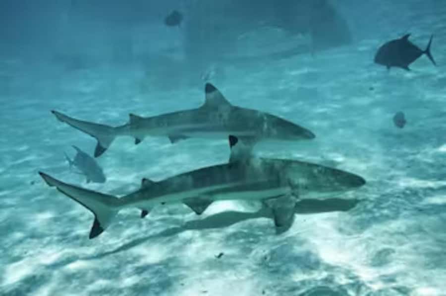 Moorea: Glass Bottom Boat Adventure with Lagoon Wonders - A private motu lunch with local flavors