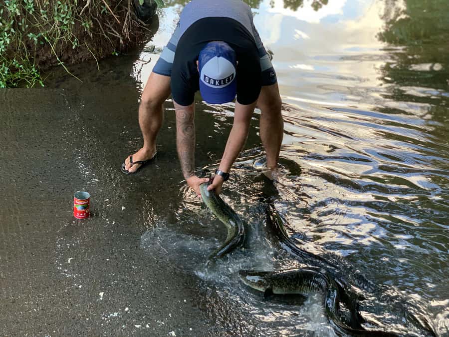 Moorea: Half-Day Open-Air 4WD Safari with Hotel Transfers - Meeting Moorea’s freshwater eels