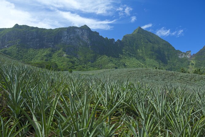 Moorea Highlights Private Tour: Natural and Cultural Attraction - Toatea Lookout starts the day with lagoon views