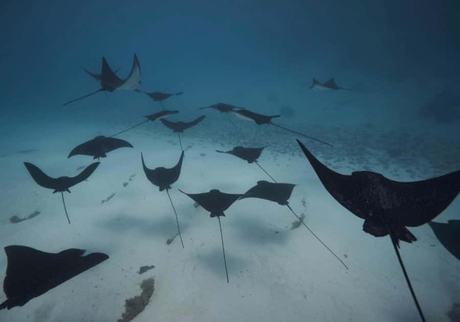 Moorea: Lagoon and Reef Snorkeling Tour with Drinks - Starting at Coco Beach in Tiahura
