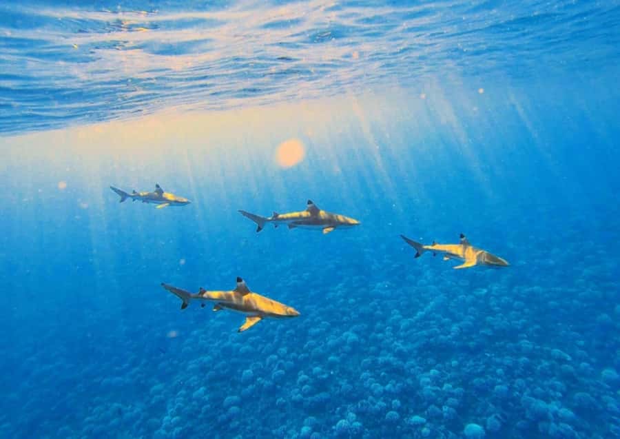 Moorea: Lagoon and Reef Snorkeling Tour with Drinks - The first run beyond Moorea’s barrier reef