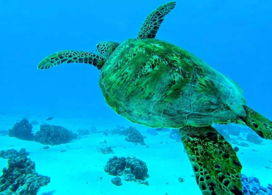Moorea: Lagoon and Reef Snorkeling Tour with Drinks - Rays and sharks in shallow water