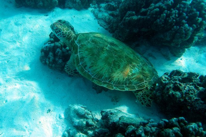 Moorea Lagoon Tour by Transparent Kayak - What the Moorea lagoon tour is really like