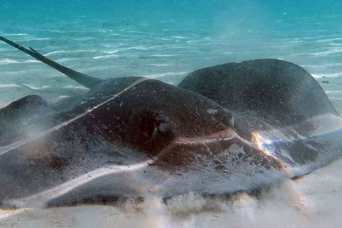Moorea Lagoon Tour by Transparent Kayak - Who will enjoy this most