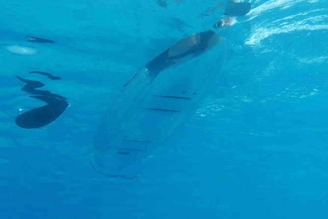 Moorea Lagoon Tour by Transparent Kayak - Starting at the InterContinental Resort gate
