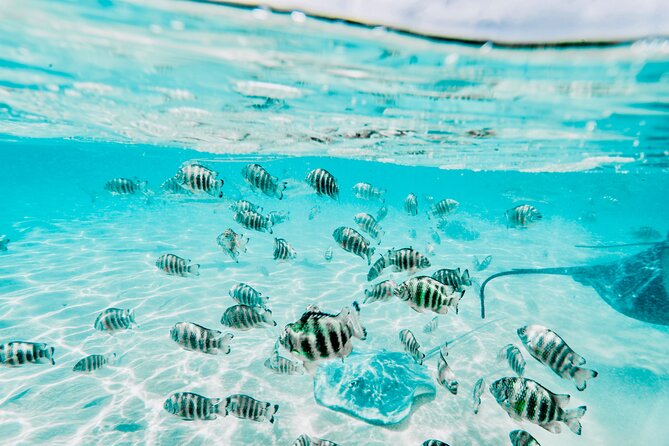 Moorea: Private 4-Hour High-End Boat Excursion - Green turtles and possible eagle rays