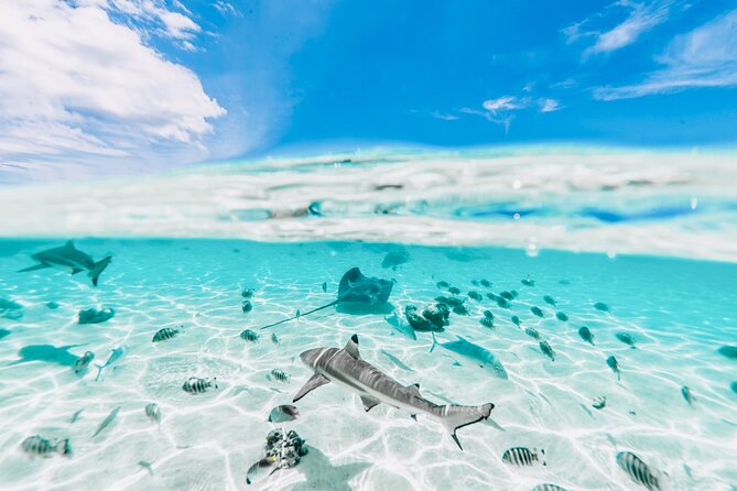 Moorea: Private 4-Hour High-End Boat Excursion - A break on Motu Tiahura