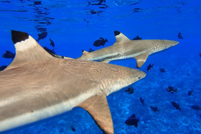Moorea Private Boat Tour / Sea Scooter Snorkeling Tour - What this Moorea sea scooter tour is really about